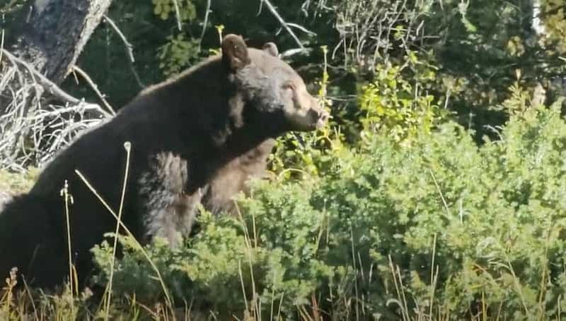 Billet Banff : Visite guidée d'un safari animalier en soirée