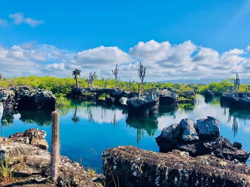 Billet Tunnels des Galápagos : plongée en apnée avec des requins, des hippocampes et des tortues de mer