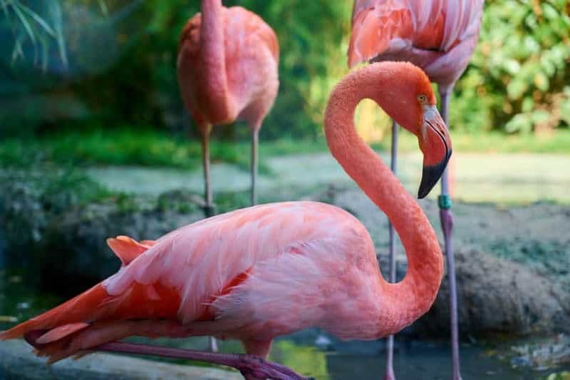 Transport privé flexible vers le zoo de Schönbrunn à Vienne