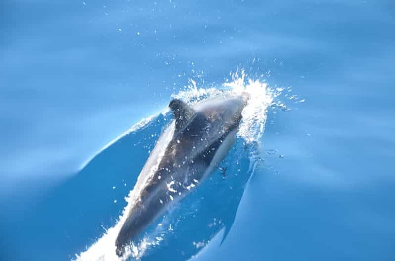 Billet Depuis Morro Jable : Observation des dauphins et des baleines et plongée en apnée