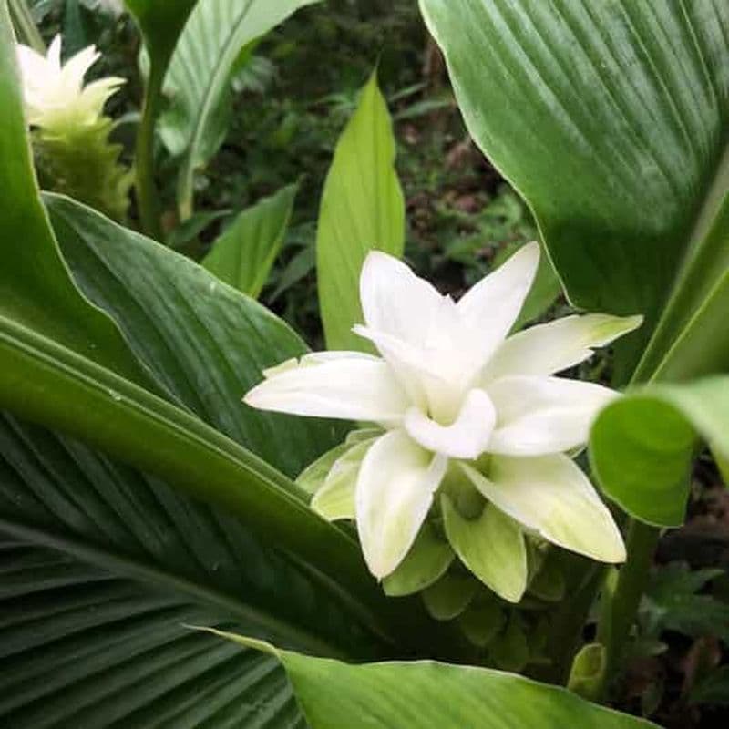 Côte de Kona : Dégustation de café de Rooster Farms
