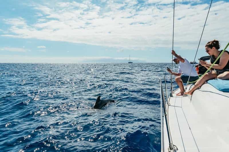 Tenerife : Observation des baleines et des dauphins avec boissons et collations