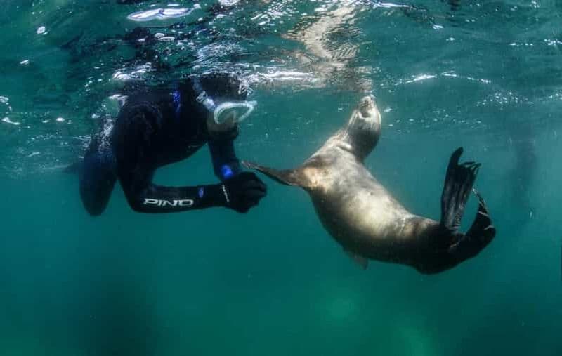 PUERTO MADRYN , PLONGÉE EN APNÉE AVEC LES OTARIES