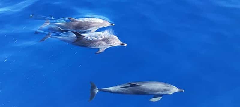 Morro Jable : sortie en bateau, observation de dauphins et de baleines, et plongée avec tuba