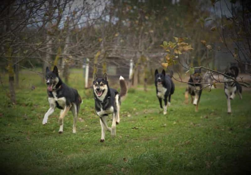 Billet CHENIL DE CHIENS DE TRAÎNEAU VISITE TARTU PAYS ESTONIE
