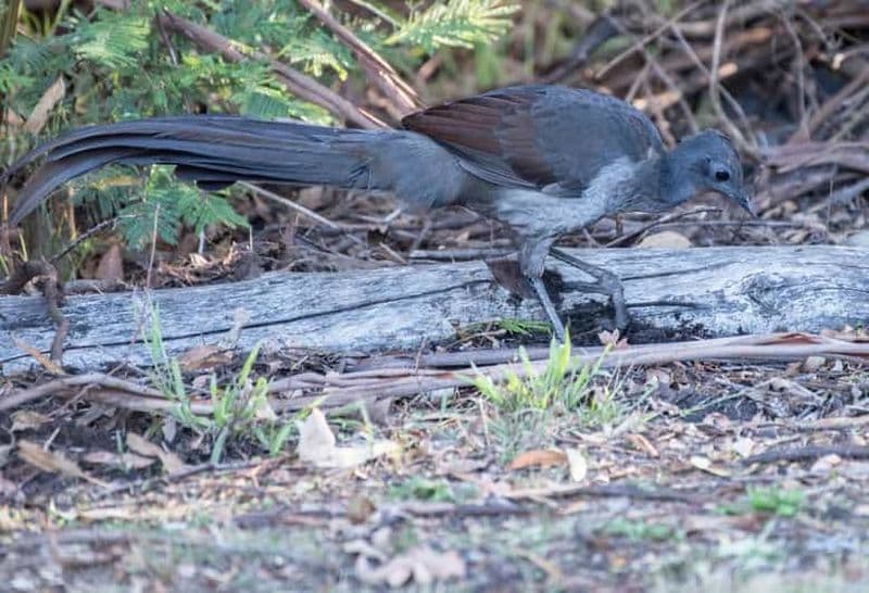 Billet Koalas, kangourous et oiseaux lyres