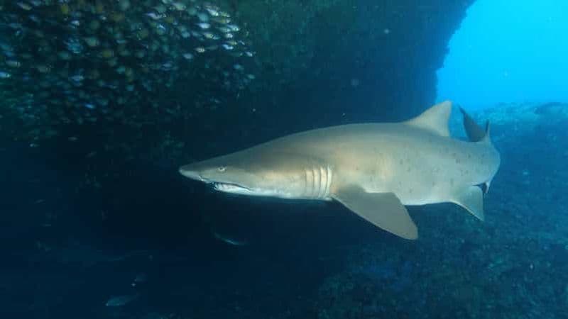 Perth : excursion de plongée sous-marine d'une journée à Rottnest Island - Plongeurs certifiés
