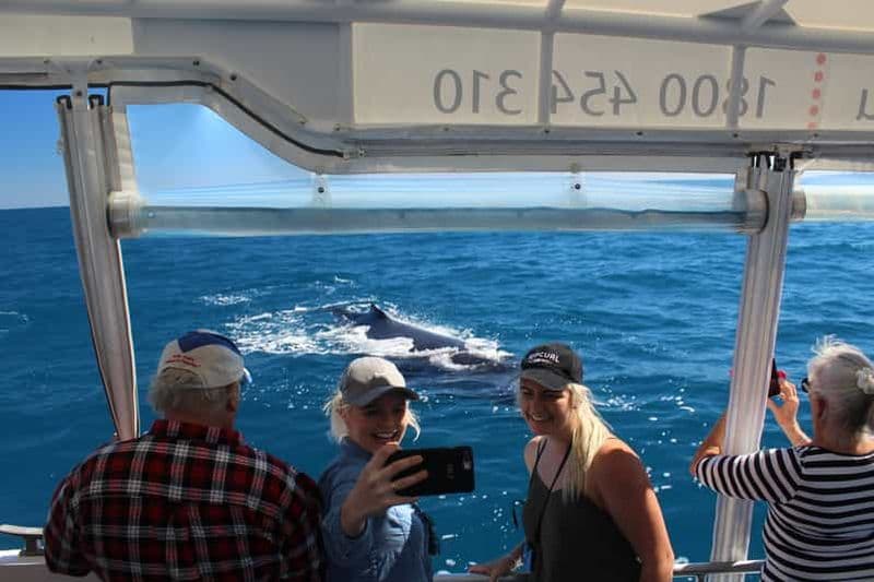 Hervey Bay : L'expérience ultime d'observation des baleines
