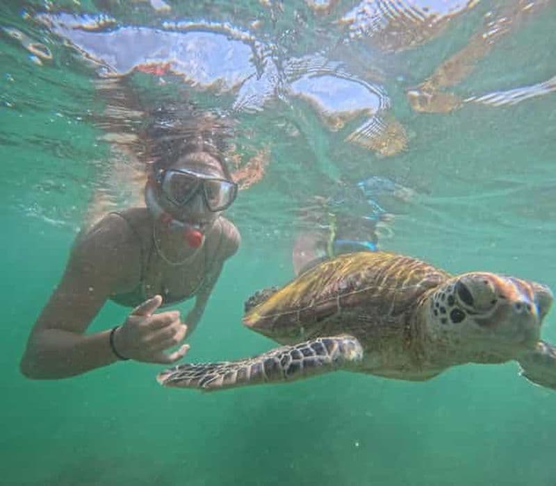 Mirissa : Expérience inoubliable de plongée en apnée avec des tortues