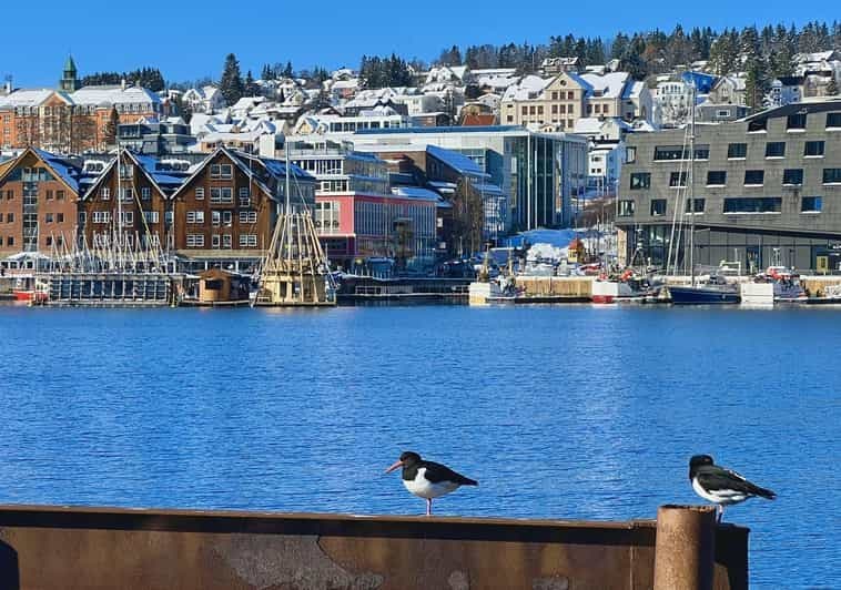 Billet Tromsø : visite guidée à pied de la ville en soirée avec des récits sur l'Arctique
