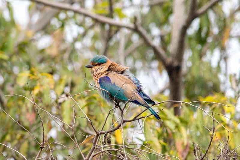 Au départ de Delhi : 5 jours Triangle d'Or, Safari et Sanctuaire d'oiseaux