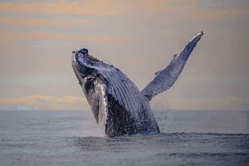 Cali : Observation des baleines depuis Cali avec petit-déjeuner