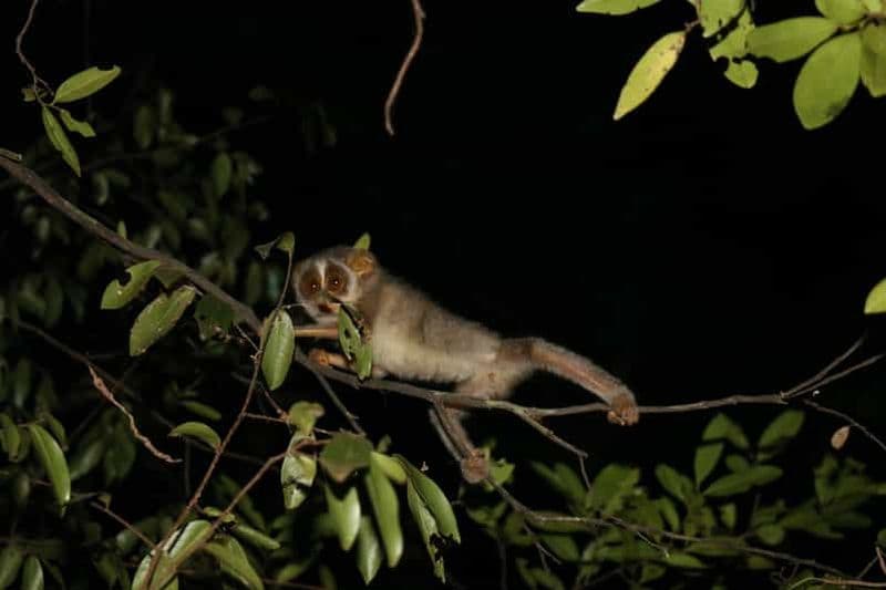Randonnée nocturne pour observer les lémuriens loris rares et insaisissables à Sigiriya