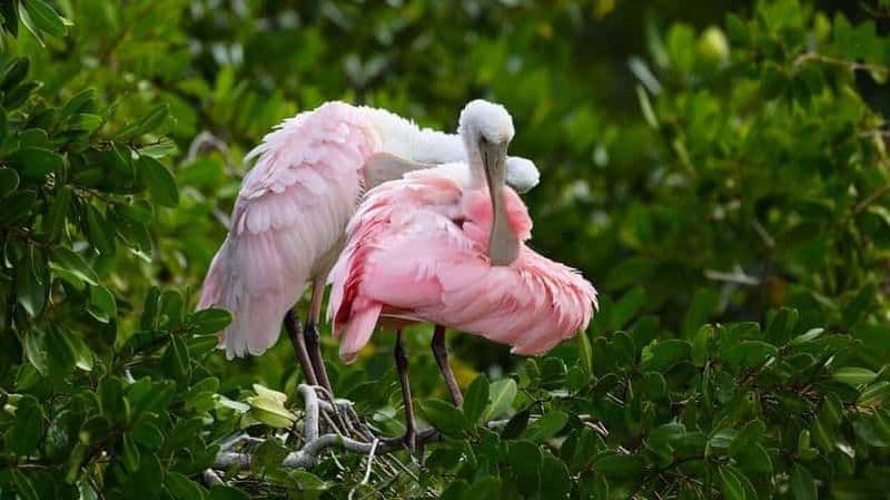 Billet Mérida : Excursion d'une journée à la plage de Celestun et à bord d'un bateau de pêche à la mangrove