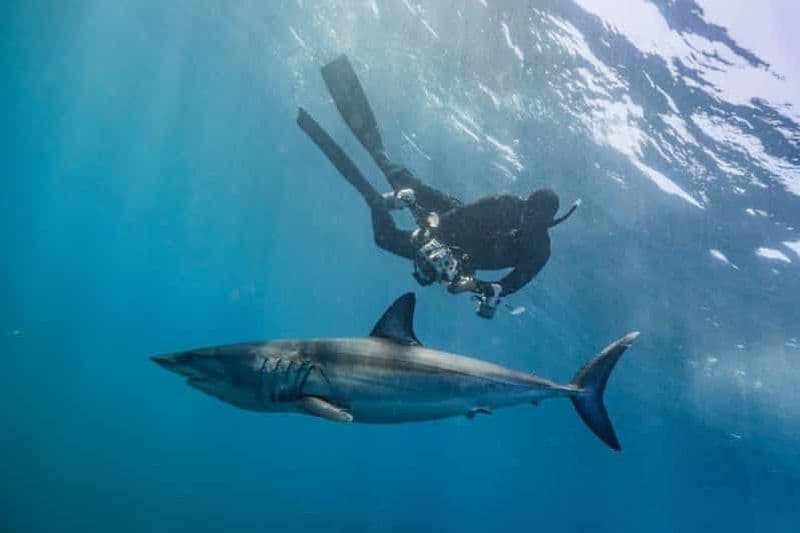 Cabo San Lucas : Excursion de plongée avec masque et tuba pour les requins pélagiques
