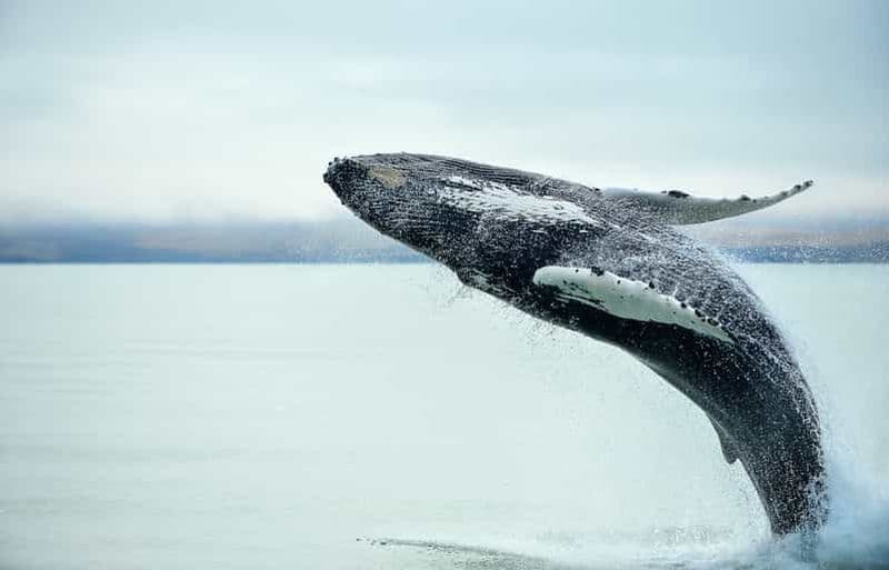 Au départ de Christchurch : excursion d'une journée à Kaikōura avec observation des baleines
