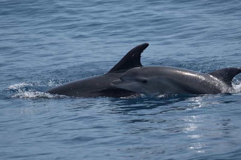 Billet Costa Calma : tour en bateau pour observer les dauphins à Fuerteventura