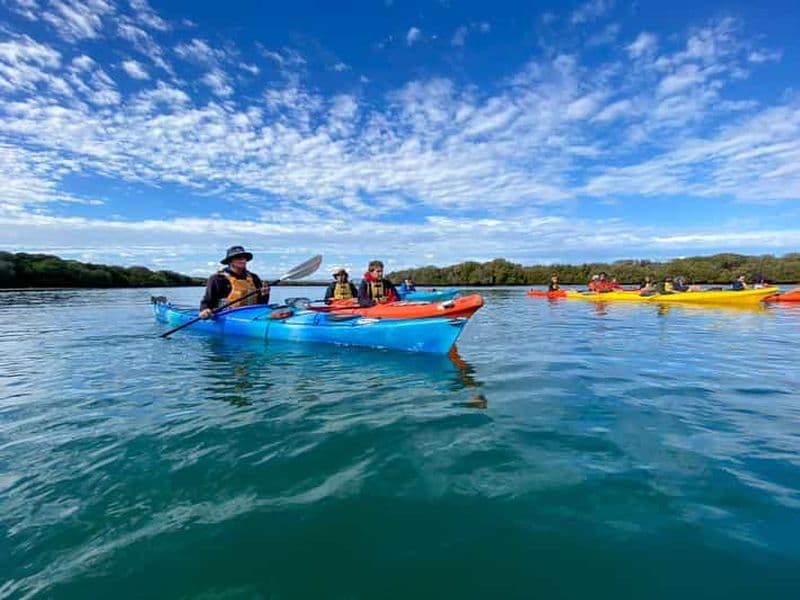 Adélaïde : Excursion en kayak au Sanctuaire des dauphins et Mangroves
