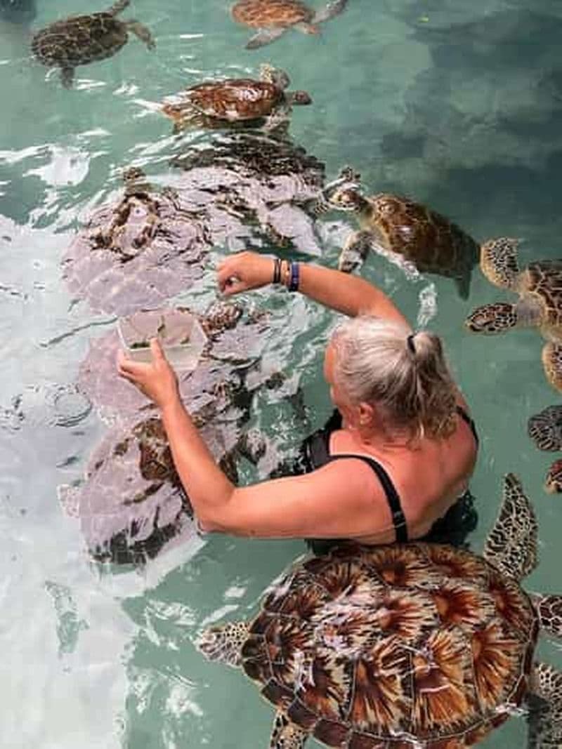 Stone Town, la forêt de Jozani, les tortues de mer et le restaurant The Rock