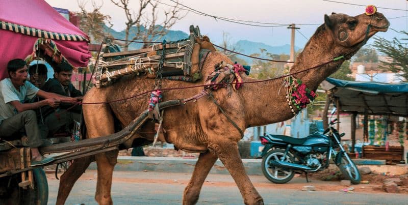 Depuis Jaipur : Ajmer Pushkar Visite privée en taxi avec guide