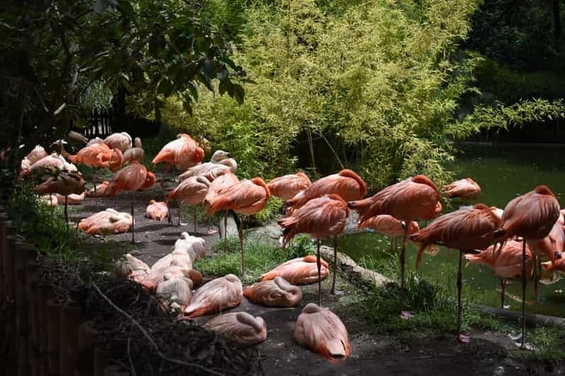 Billet Depuis Puebla : Africam Safari Visite privée tout compris