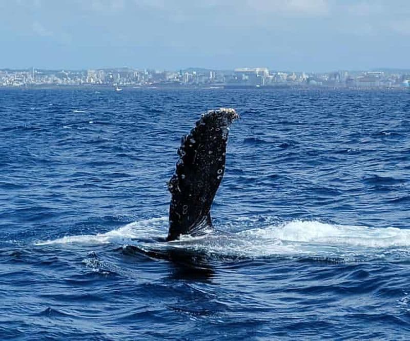 Billet Observation de baleines depuis Naha (prise en charge dans la ville de Naha) avec guide anglophone