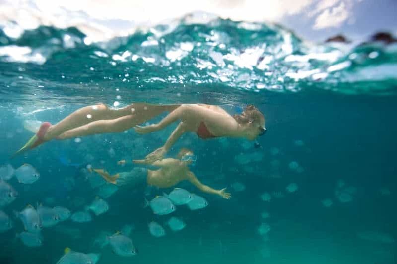 L'île de Moreton : Tangalooma : plongée avec masque et tuba et observation des dauphins