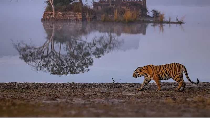 Au départ de Delhi : 2 jours de safari en voiture pour les tigres de Jim Corbett