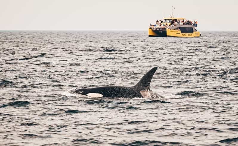 Victoria : Aventure d'observation des baleines couverte avec des photos gratuites