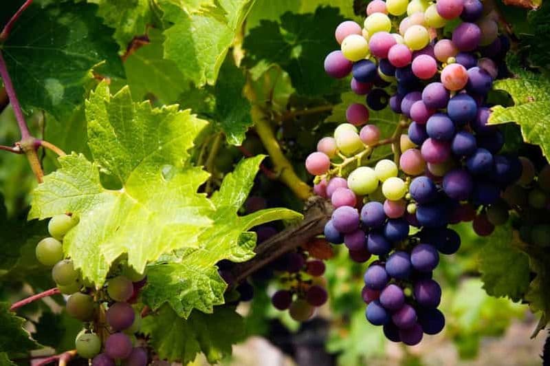 Billet Chypre : Visite des vignobles de la montagne Troodos avec un habitant