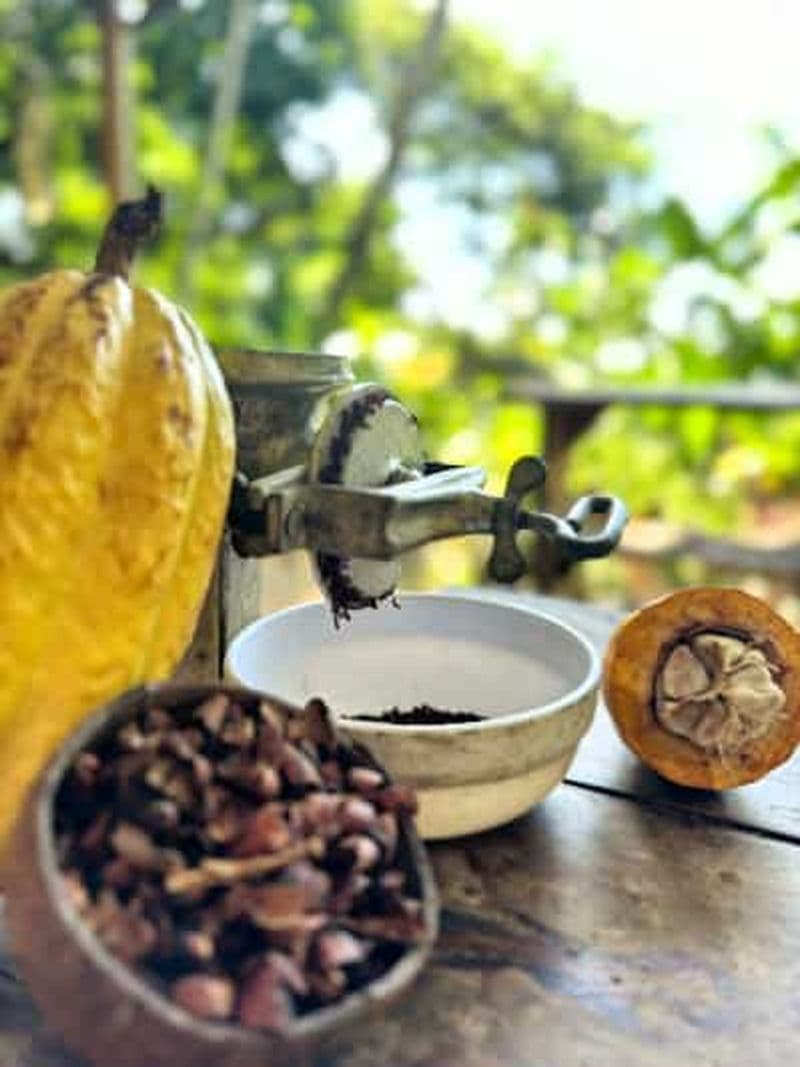 Visite de l'expérience du cacao