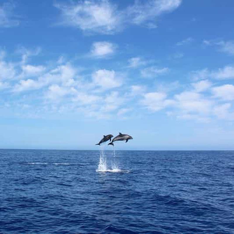 Madère : croisière d'observation des baleines et des baleines boréales d'une durée de 2,5 heures