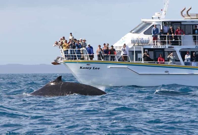 Billet Phillip Island : Tour en bateau pour l'observation des baleines