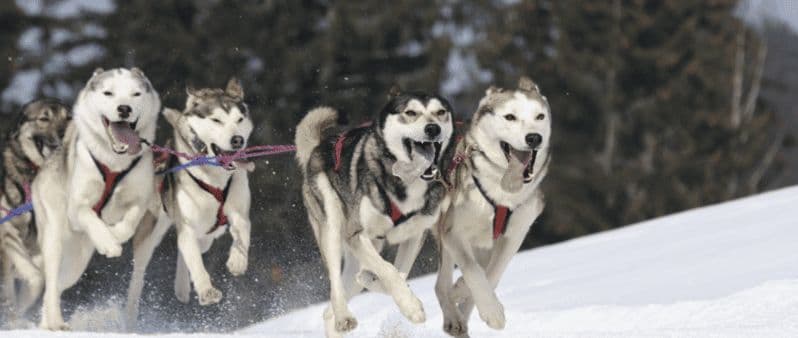 Riga : expérience de traîneau à chiens Husky