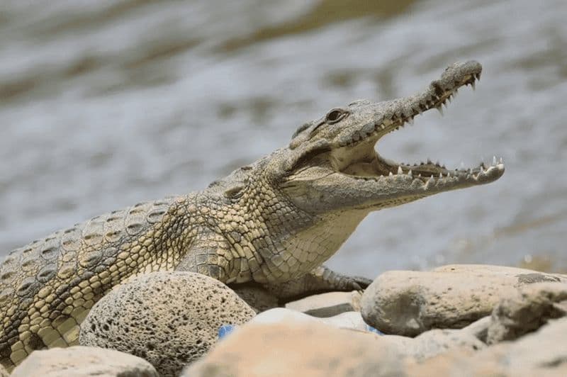 Billet D'Addis-Abeba à Awash : safari de 3 jours et expérience nature
