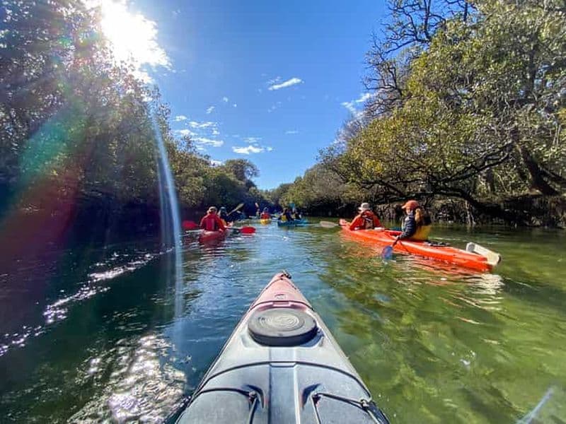 Visite en kayak du sanctuaire des dauphins et du cimetière des navires
