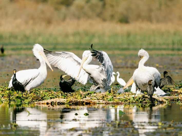 Billet Lac Skadar : Observation des oiseaux et photographie tôt le matin