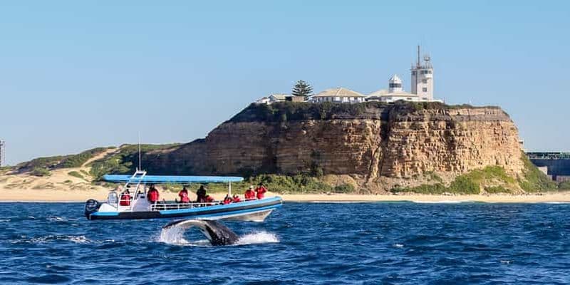 Newcastle : Visite en petit groupe à la rencontre des baleines à bosse