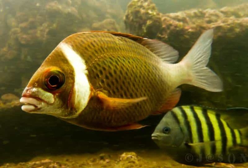 Plongée SSI à Grande Island