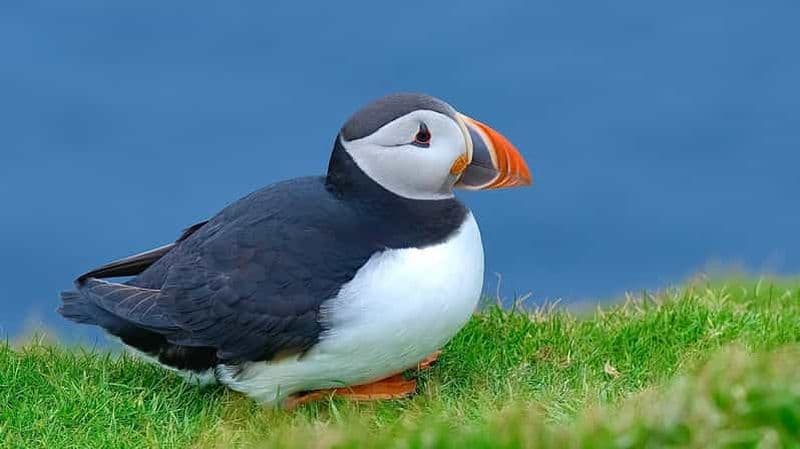 Au départ d'Édimbourg : 6 jours d'exploration des Shetland et de Nothernmost