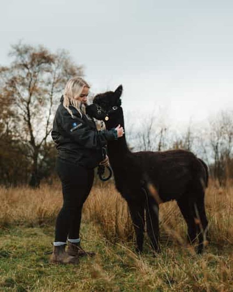Staffordshire : expérience de trek avec des alpagas à Wetley Moor