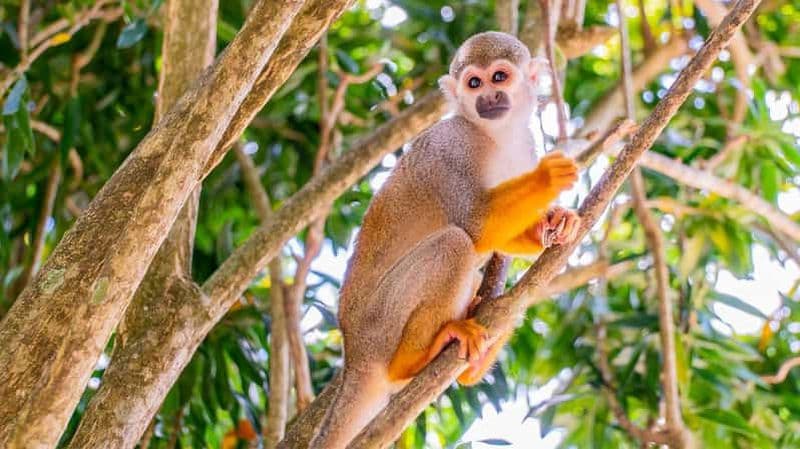 Au départ de Bayahibe : Safari d'une demi-journée à Monkeyland