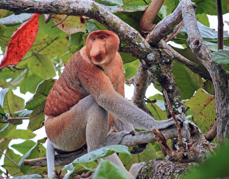 Billet Croisière fluviale à Bongawan : singes à trompe et mangrove aux lucioles