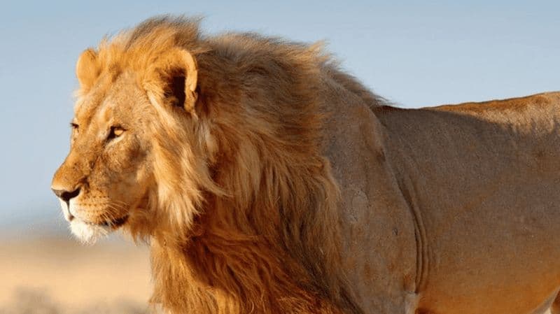Safari de 3 jours à Etosha à la découverte des cinq grands animaux sauvages