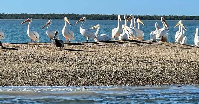 L'île paradisiaque : Tour en bateau pour observer les dauphins, les coquillages et les oiseaux.