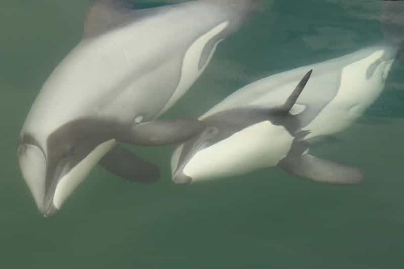 Sanctuaire de l'île Motuara : excursion d'observation de la faune et des dauphins