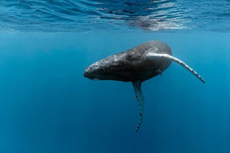 Parc national de Marino Ballena : Observation des baleines à Uvita