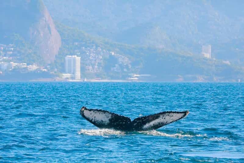 Observation des baleines : aventure en bateau