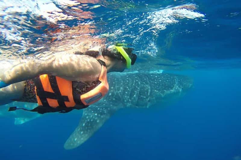 Au départ de Cancún : demi-journée de plongée en apnée avec les requins-baleines