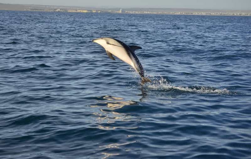 Puerto Madryn : Rencontre avec les dauphins